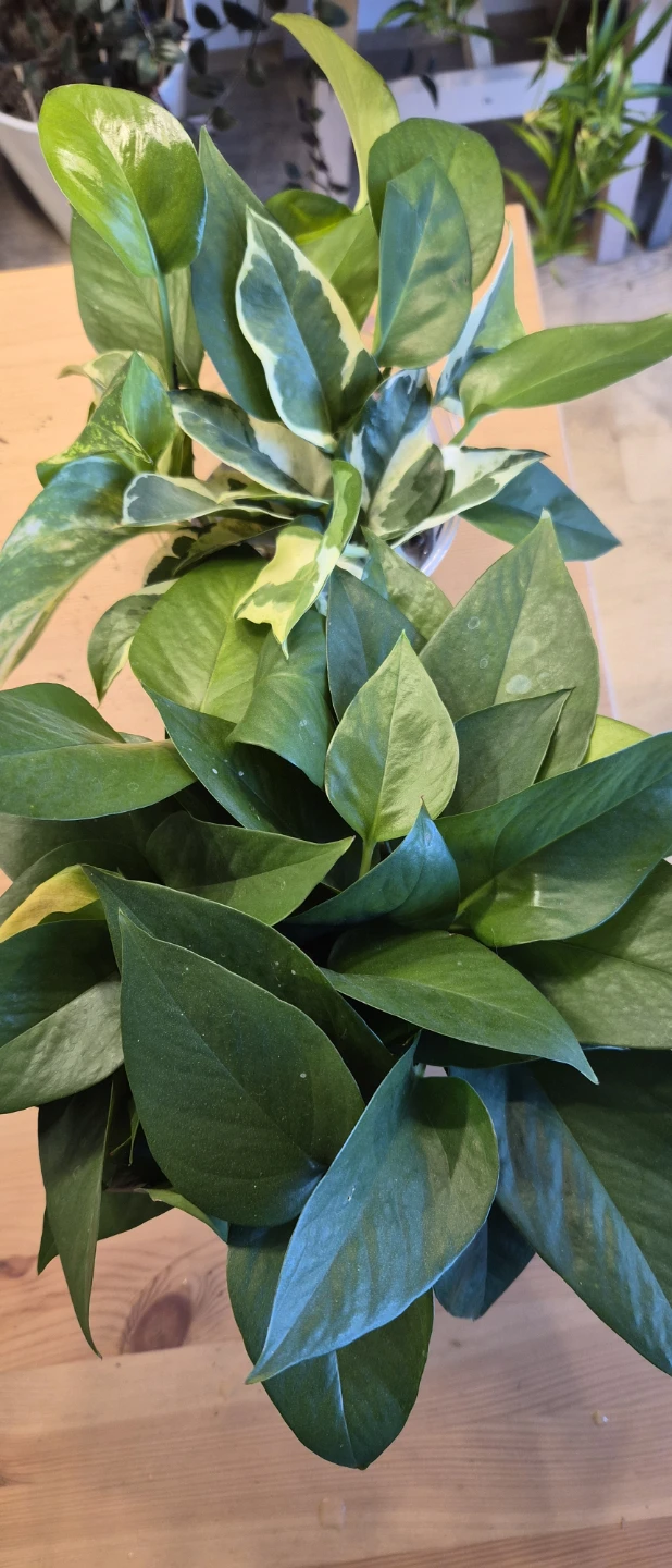 Pothos Plant Cuttings - photo 3