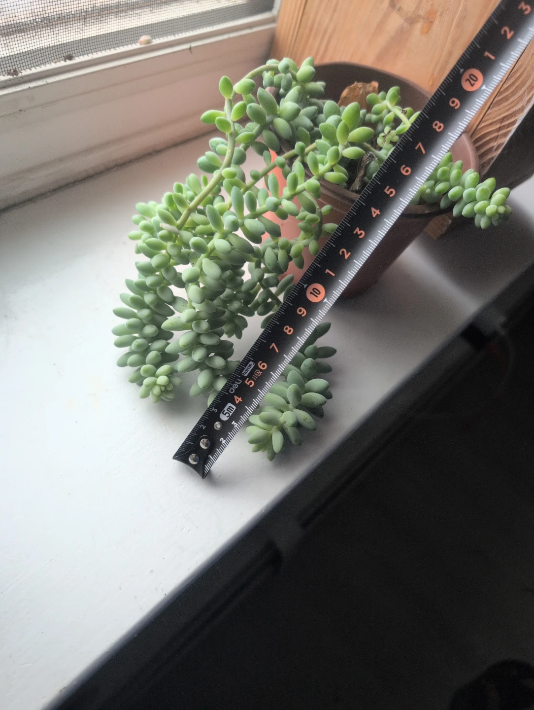Burro's Tail Succulent Plant - photo 3