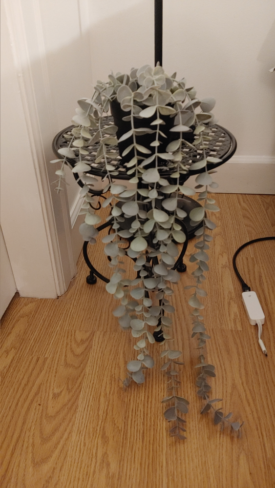 Artificial  Plant in Black Pot