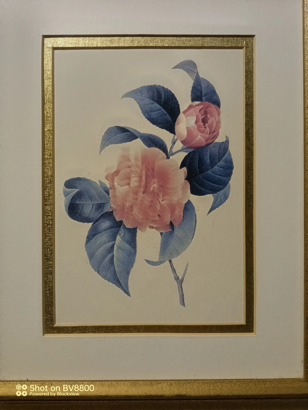 Hart Lake 7208 Redoute Florals Framed Print 11x14 - photo 4