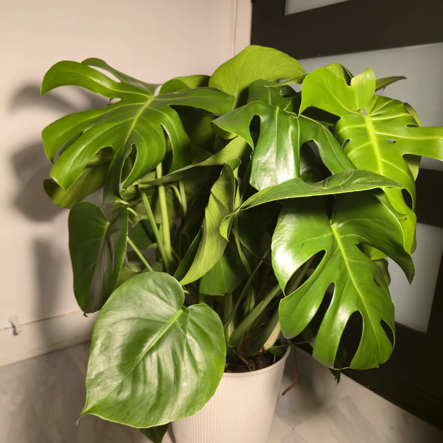 Monstera Deliciosa | 3.5' Indoor Plant | 🟢 FREE LOCAL DELIVERY!