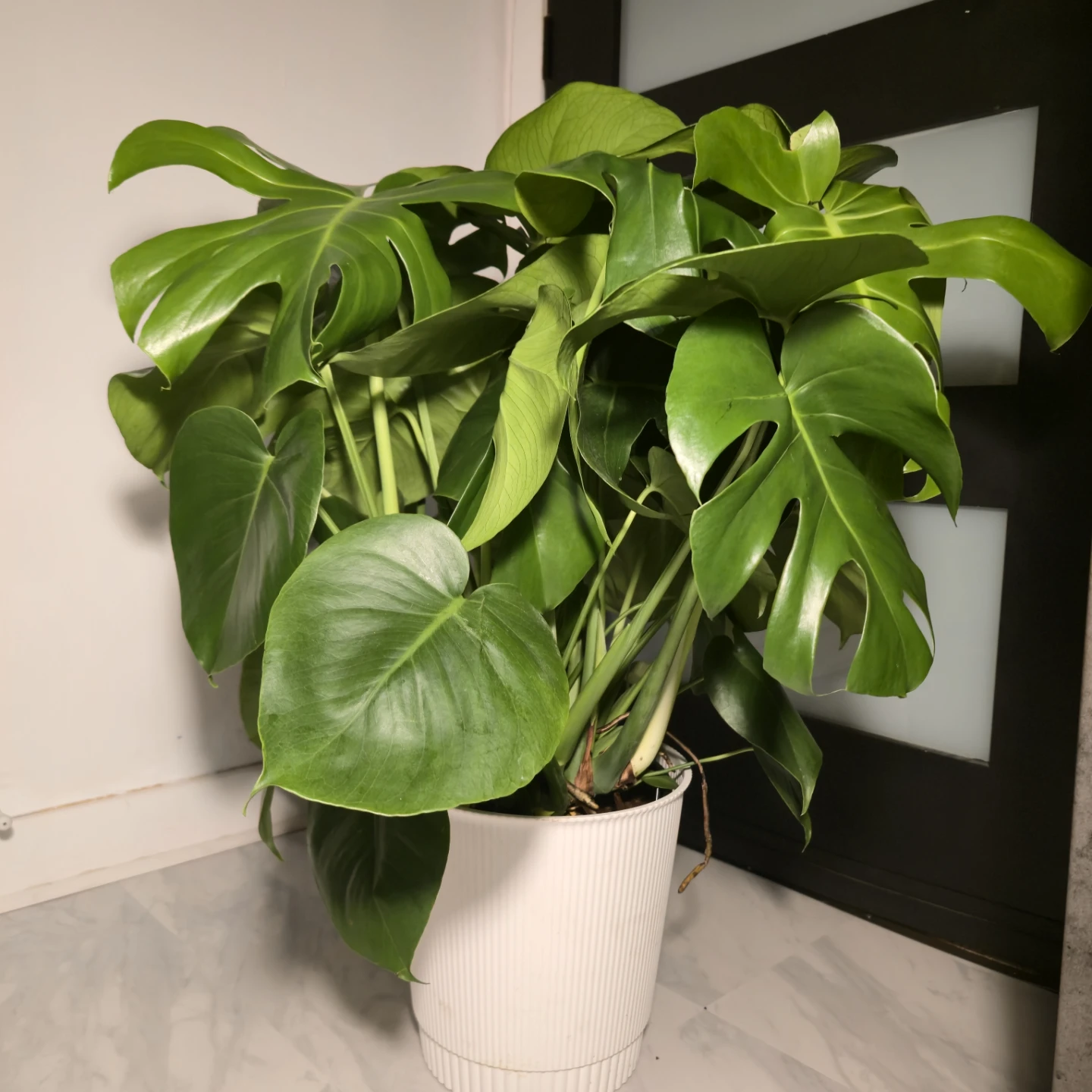 Monstera Deliciosa | 3.5' Indoor Plant | 🟢 FREE LOCAL DELIVERY! - photo 2