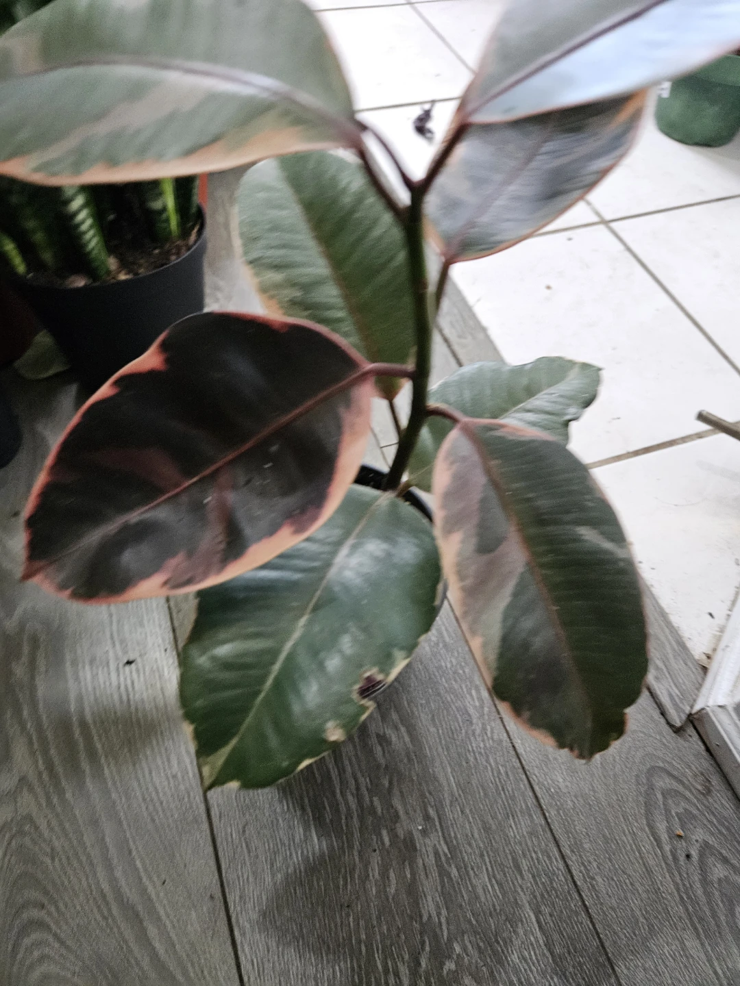 Rubber Plant - photo 2