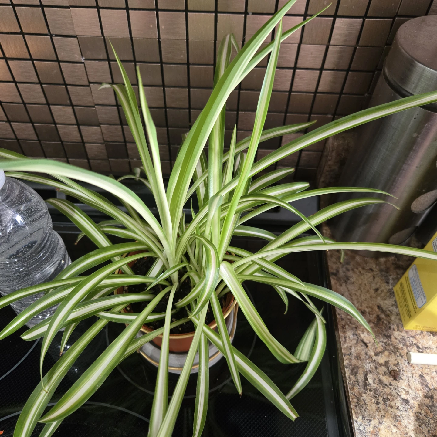Spider Plant in Pot - photo 2