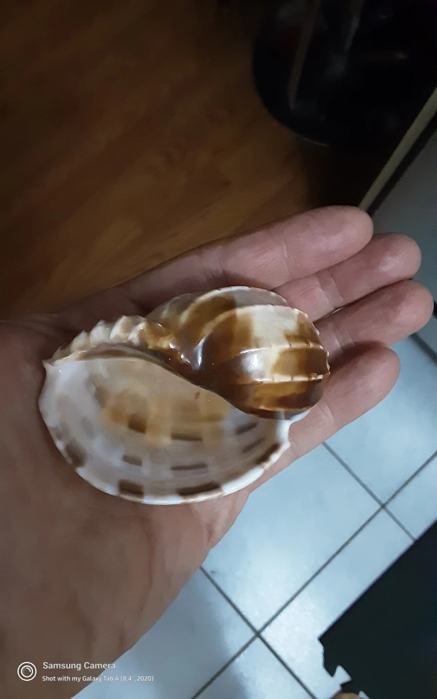 Seashells - photo 2
