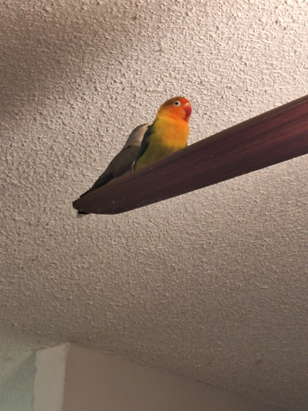 Four baby lovebirds for free - photo 3