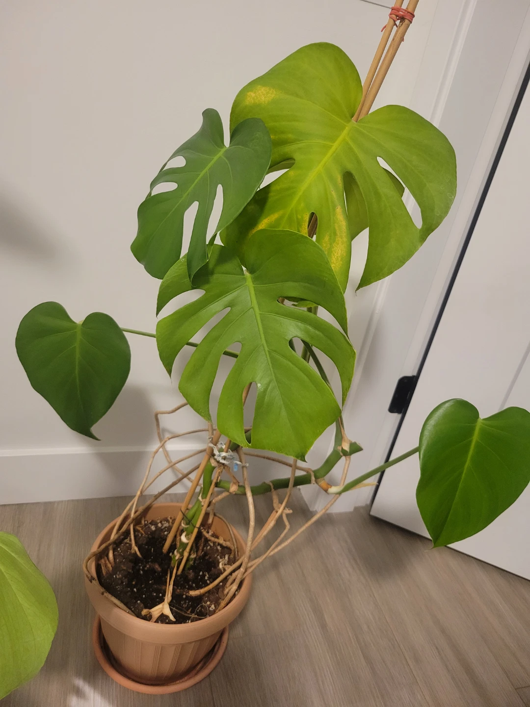 Monstera Plant