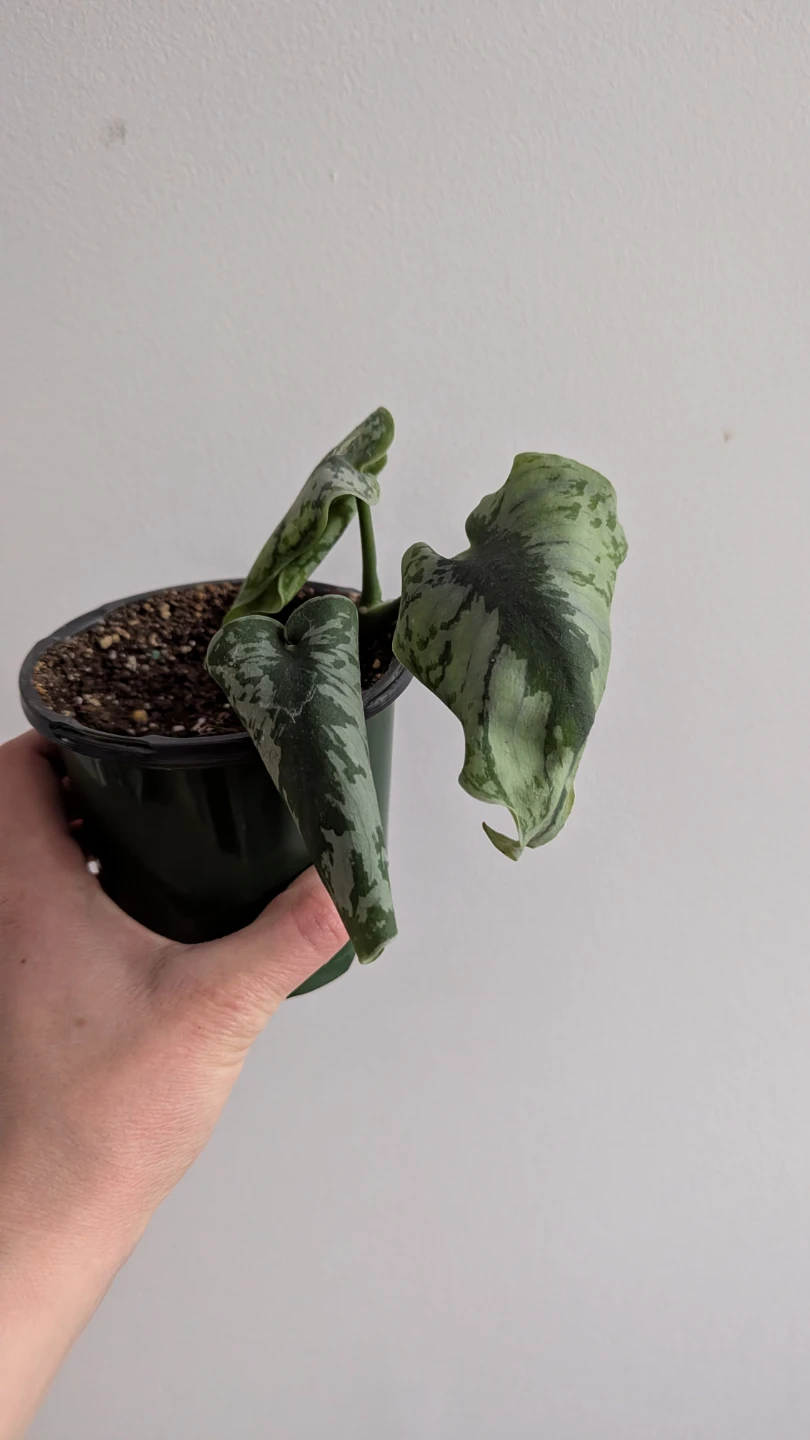 Silvery Ann Pothos #freecycle - photo 3