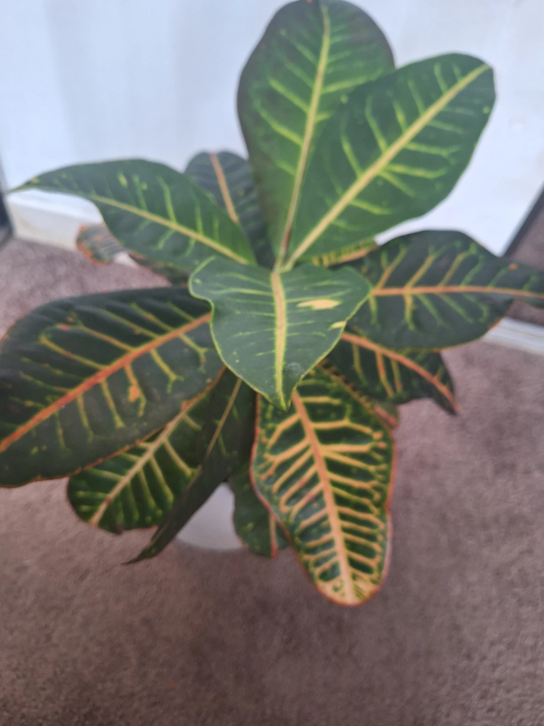 Croton Plant in White Pot - photo 3