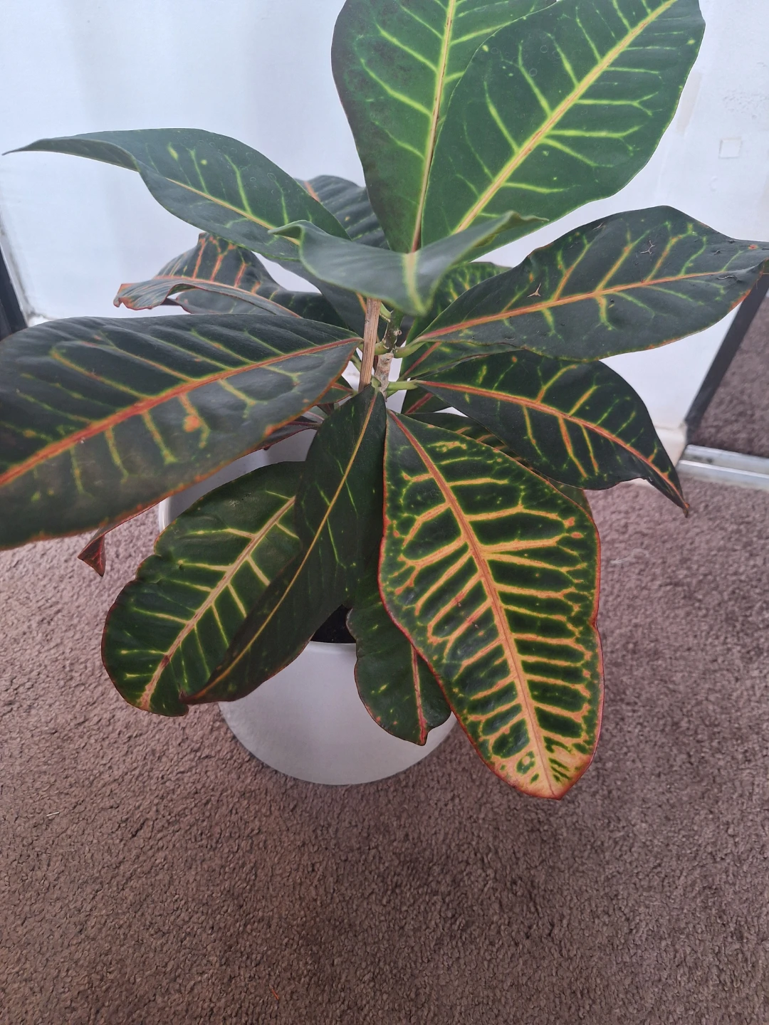 Croton Plant in White Pot - photo 4