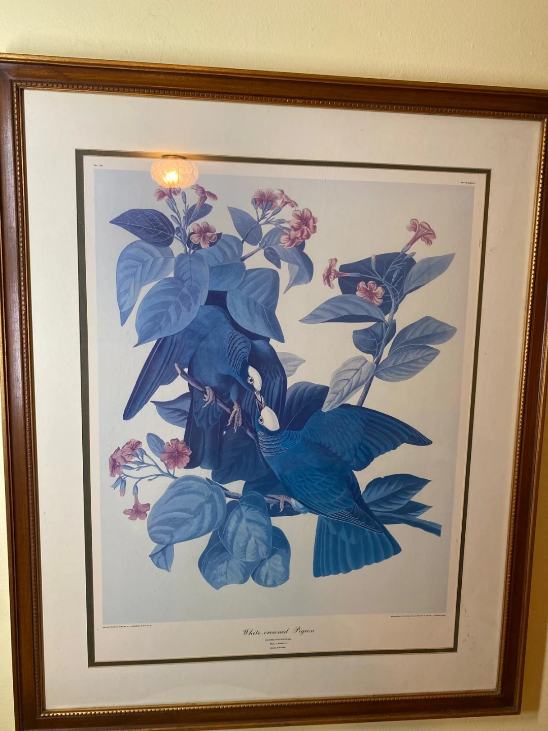 J.J. Audubon 'White-crowned Pigeon' Print