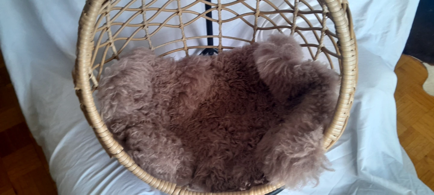 Wicker Hanging Egg Chair for Cats and Small Dogs with - photo 4