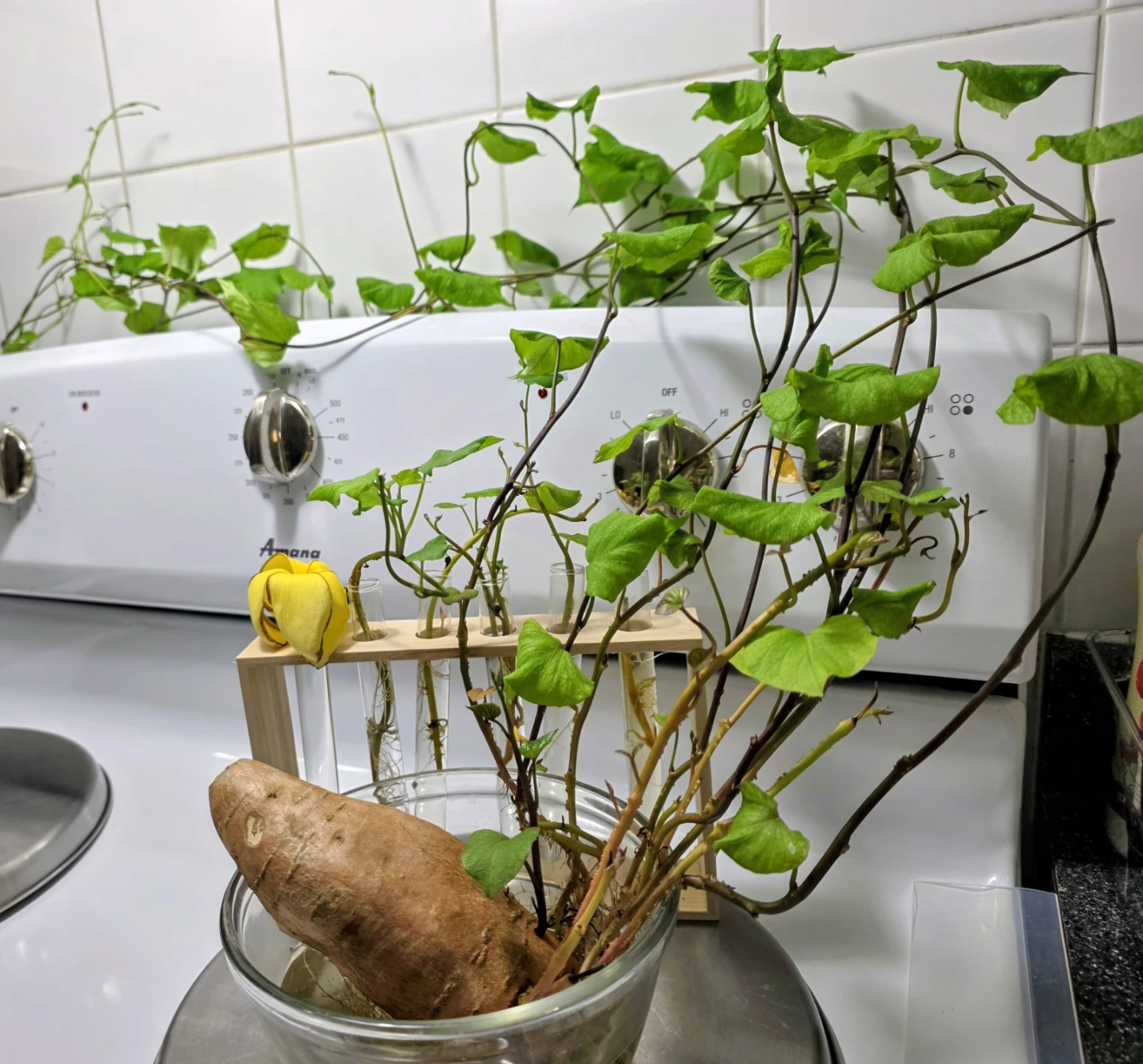 Free Sweet Potato Plant Leaves Sprouts