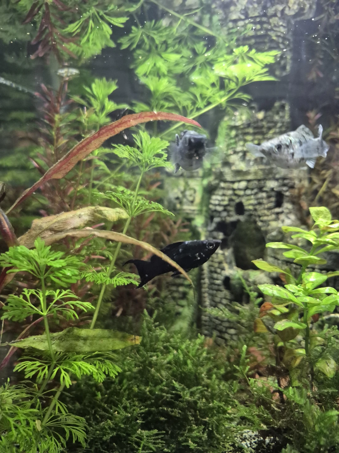 Aquarium plants - photo 2