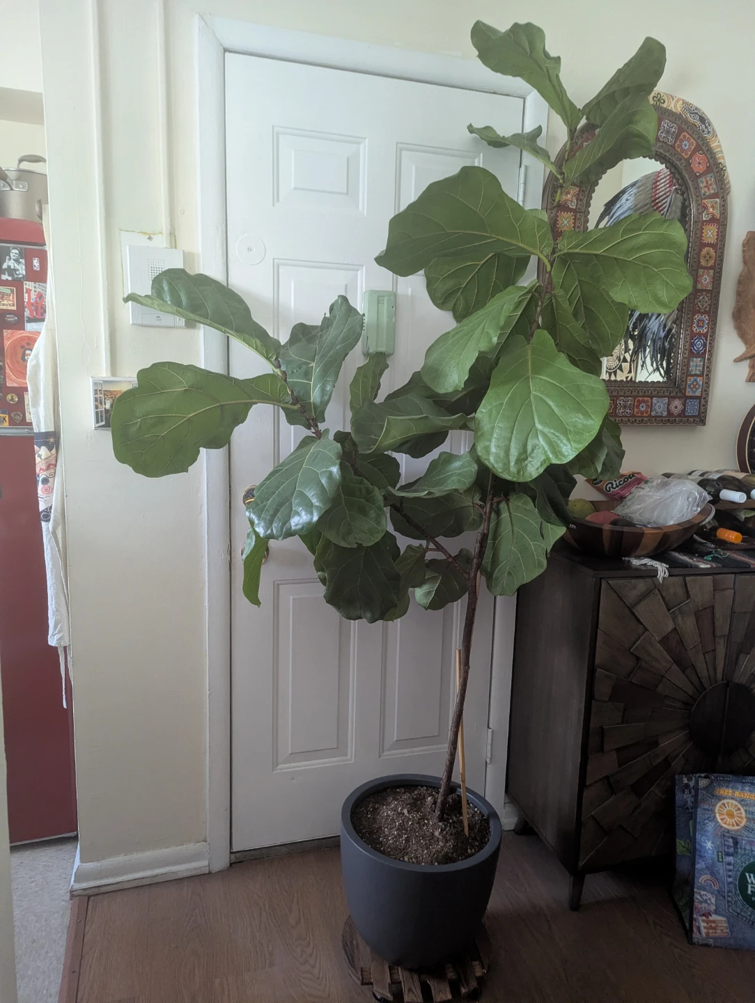 Fiddle Leaf Fig Plant in heather gray poly stone pot