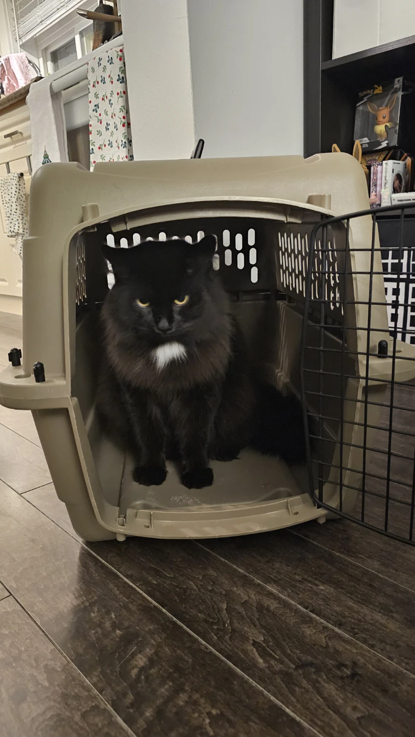Cat/Dog carrier in good condition. Large. - photo 2