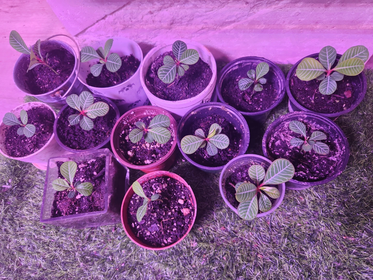 13 Madagascar Jewel Seedlings updated photo 🌱 - photo 4