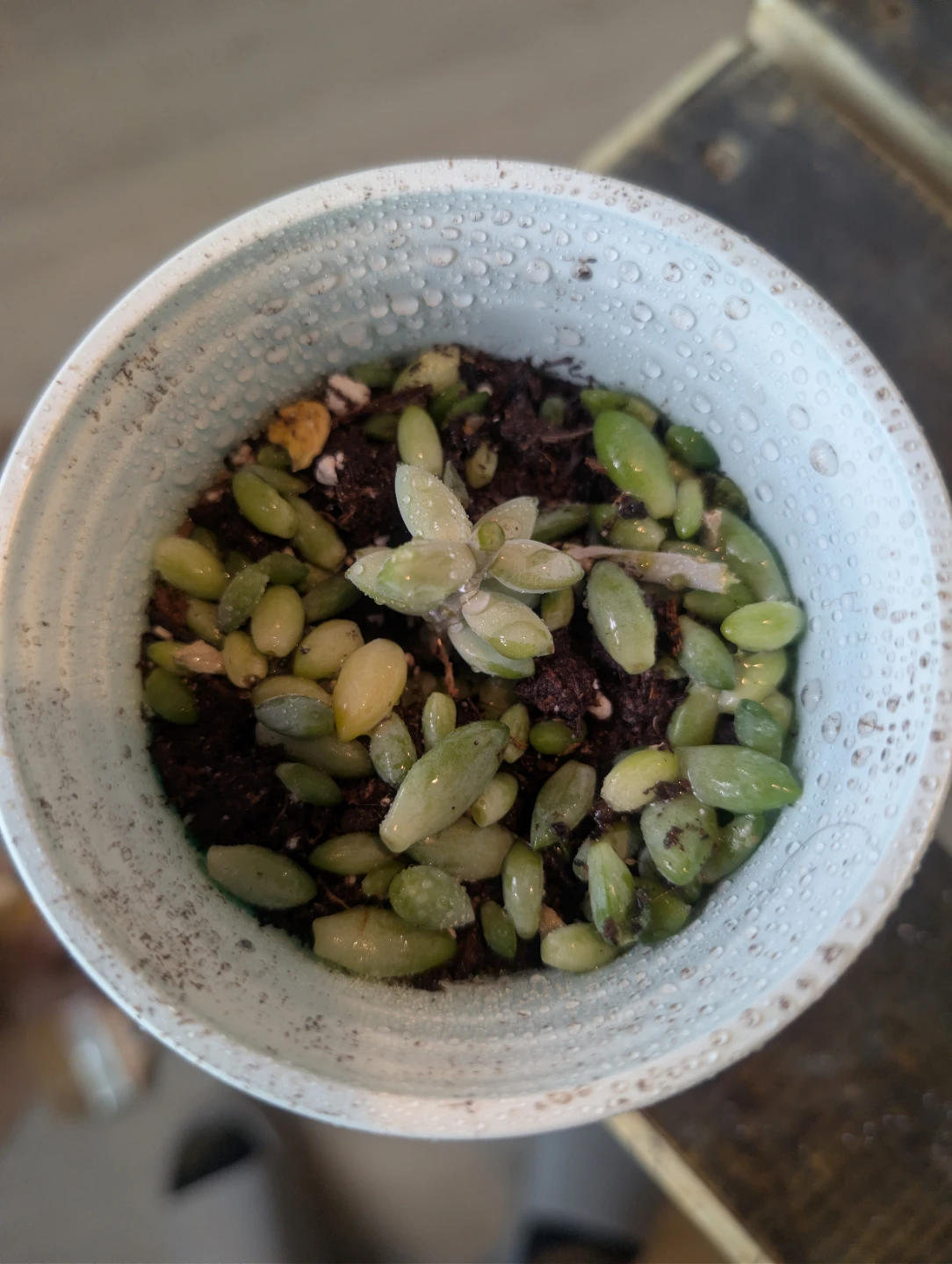 Donkey tail propagation leaves