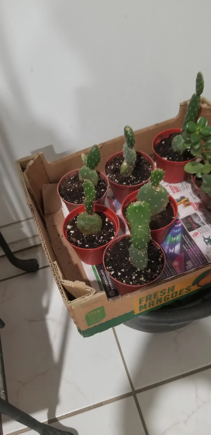 Cactus Plants in Red Pots