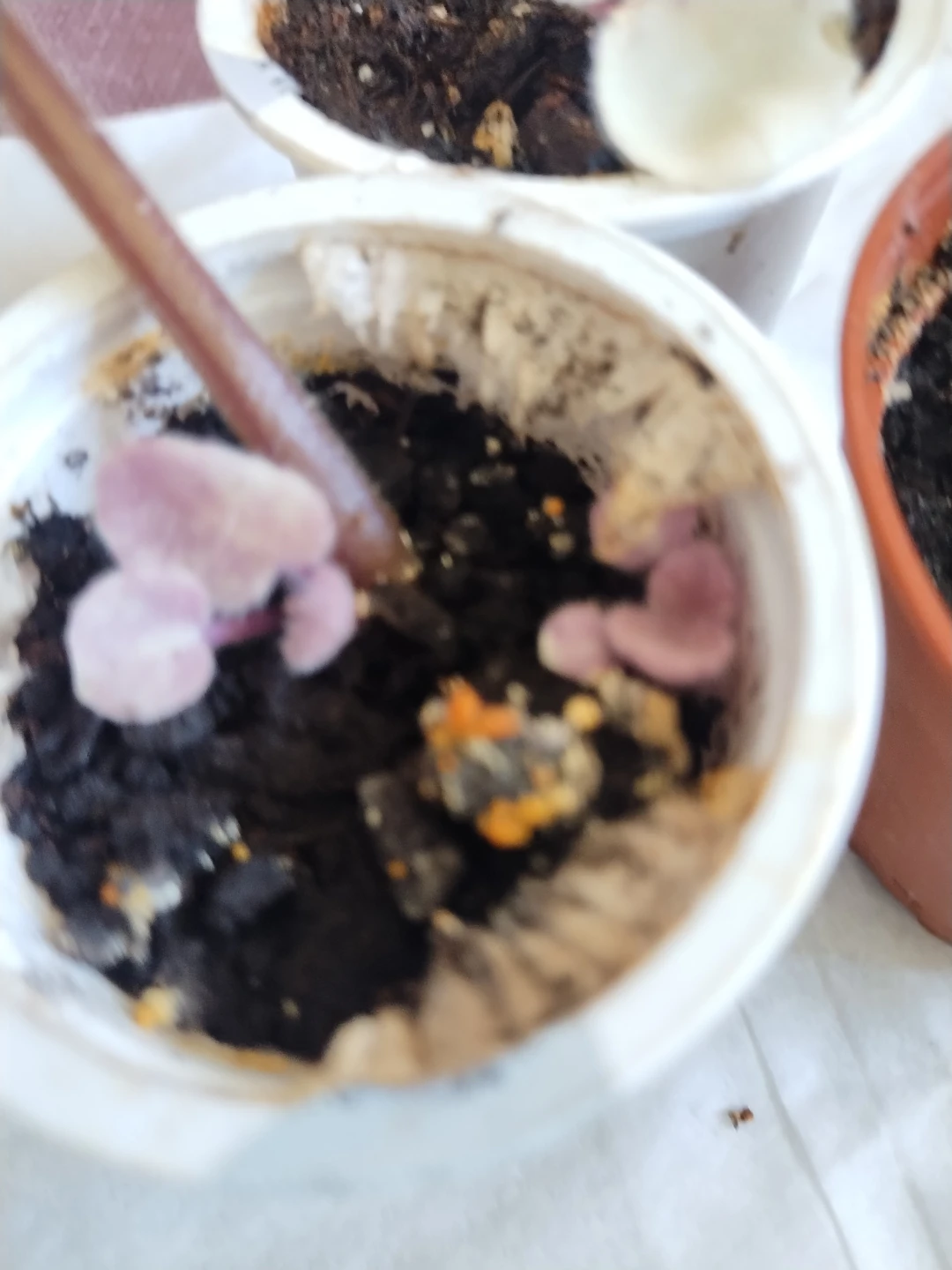 Varieties of plants - photo 3