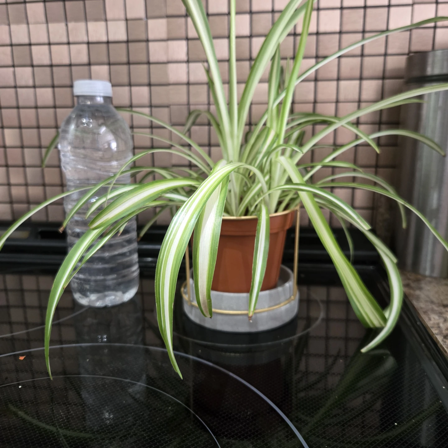 Spider Plant in Pot