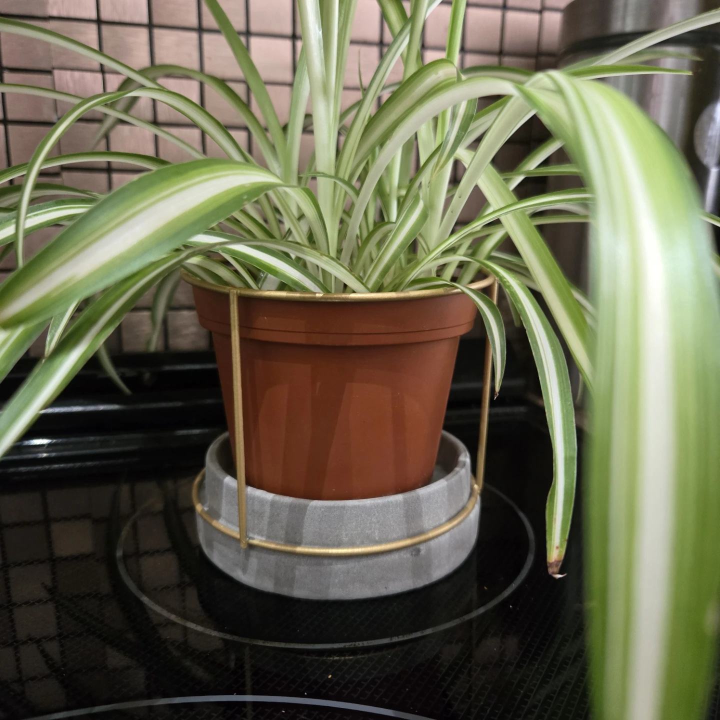 Spider Plant in Pot - photo 3