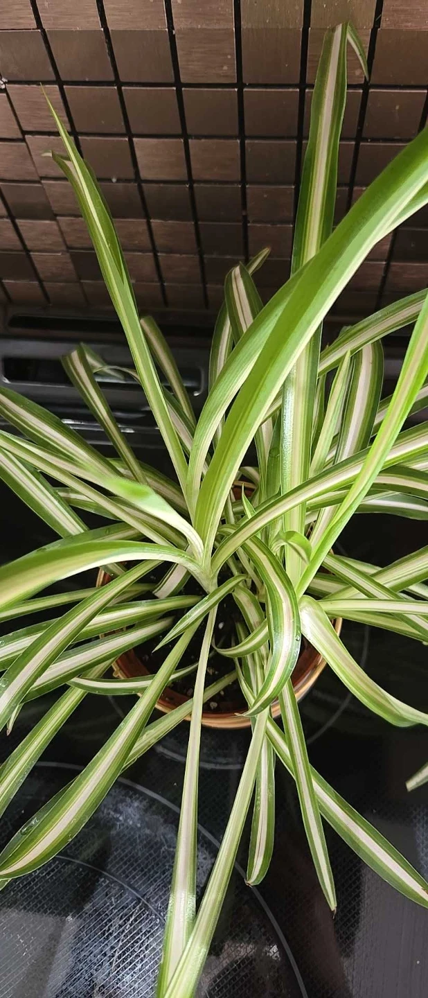 Spider Plant in Pot - photo 4