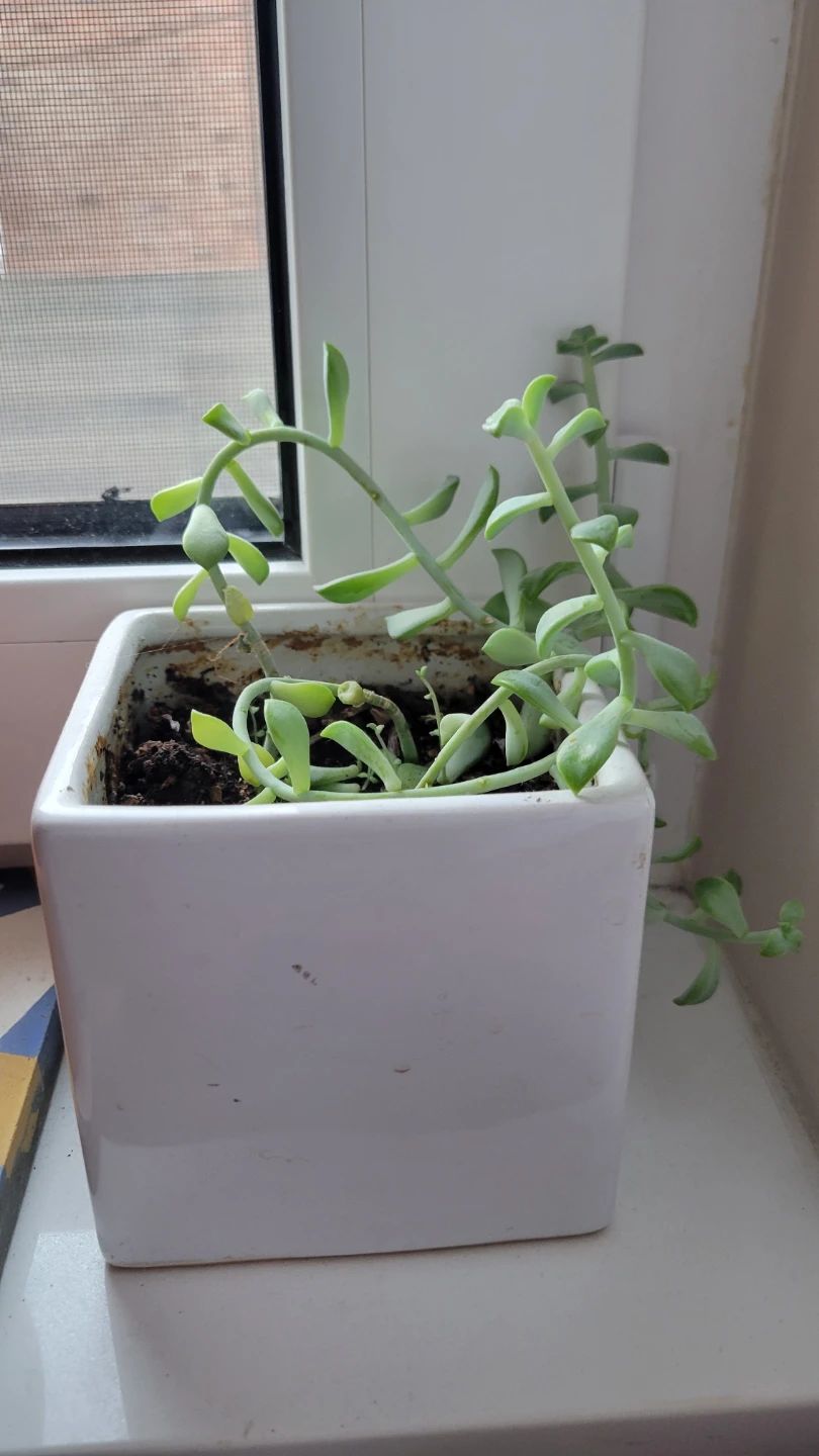 Succulent Plant in White Square Pot