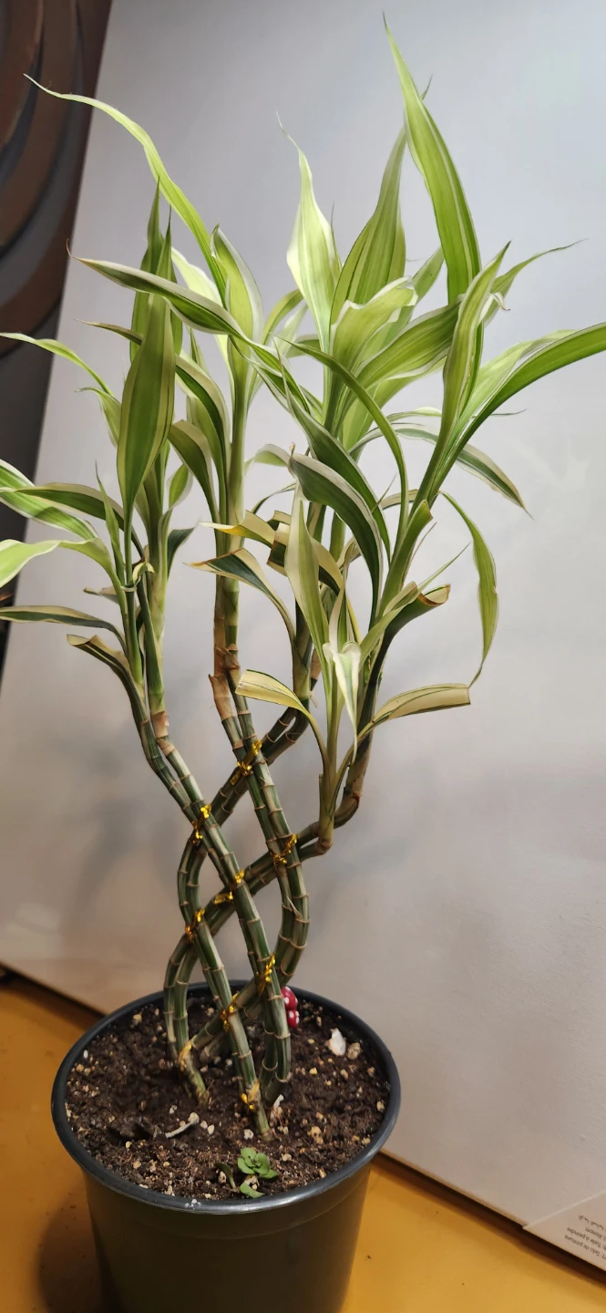 Lucky Bamboo Plant