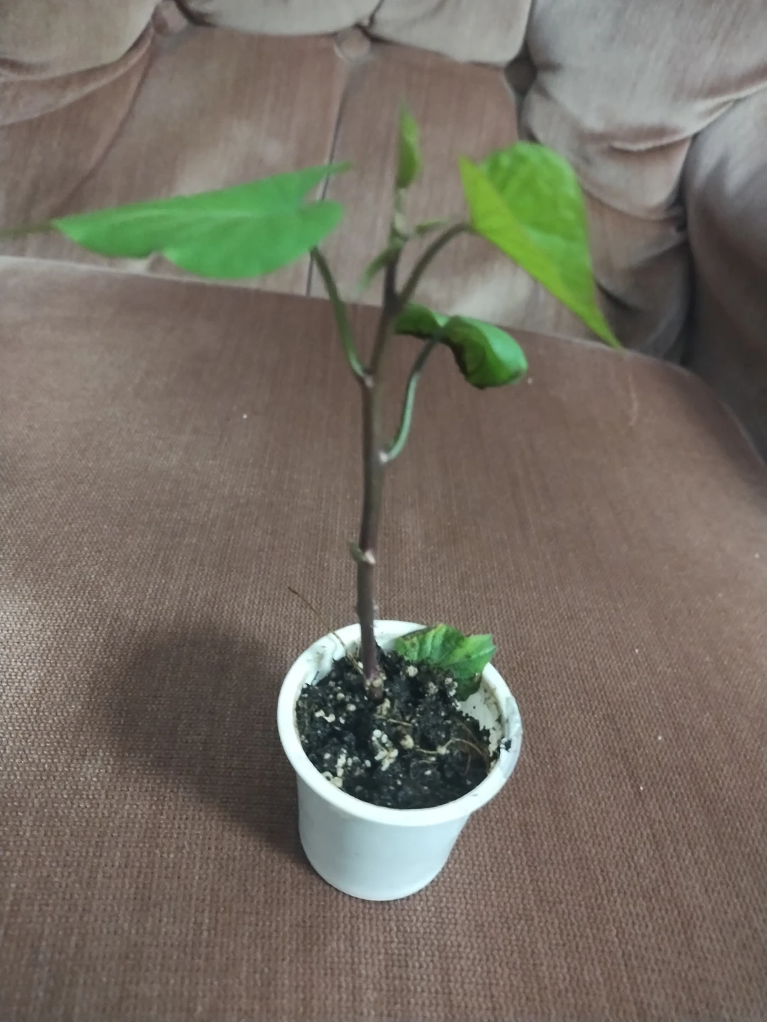 Varieties of plants - photo 2