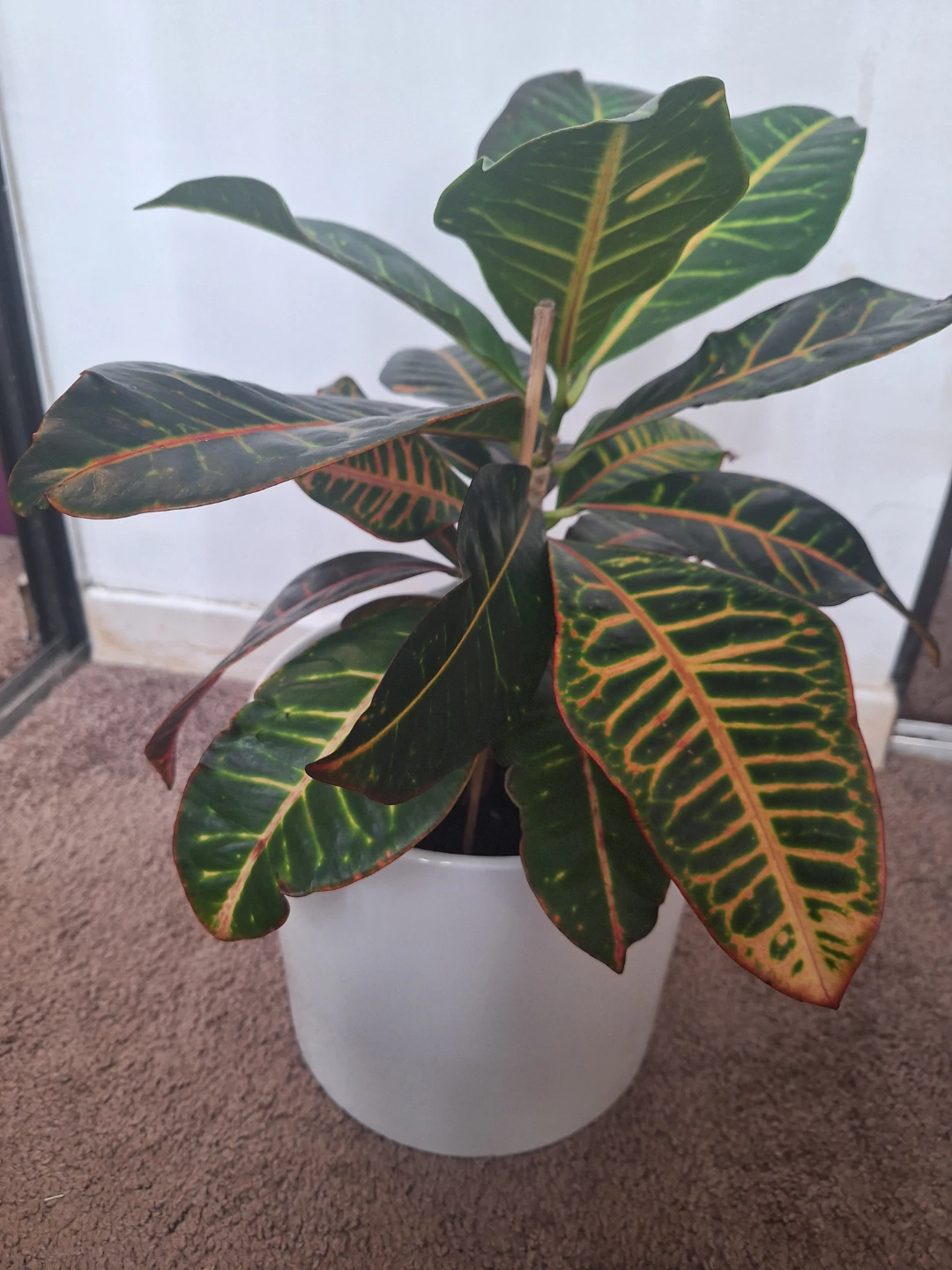 Croton Plant in White Pot