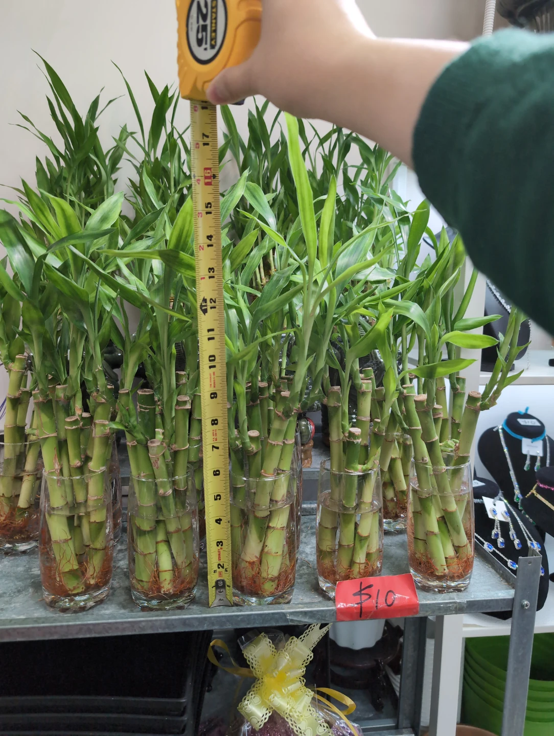 Lucky bamboo 5 pcs in jar with leaves 16-18 inch height $10/jar