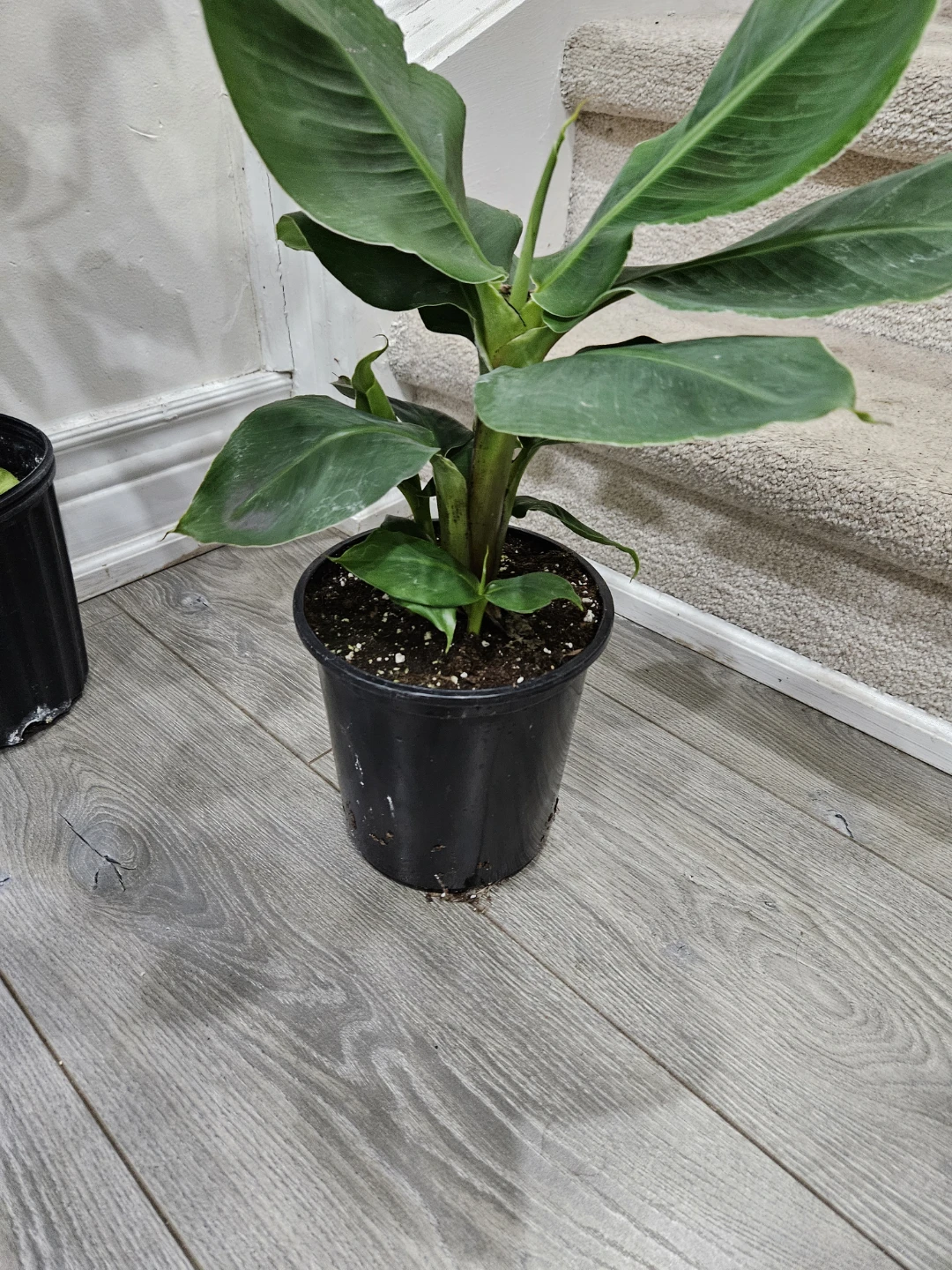 Banana Plant