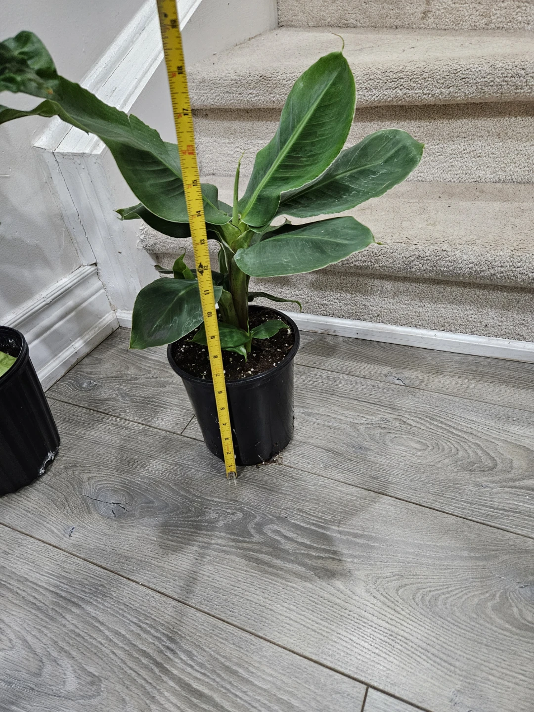 Banana Plant - photo 2