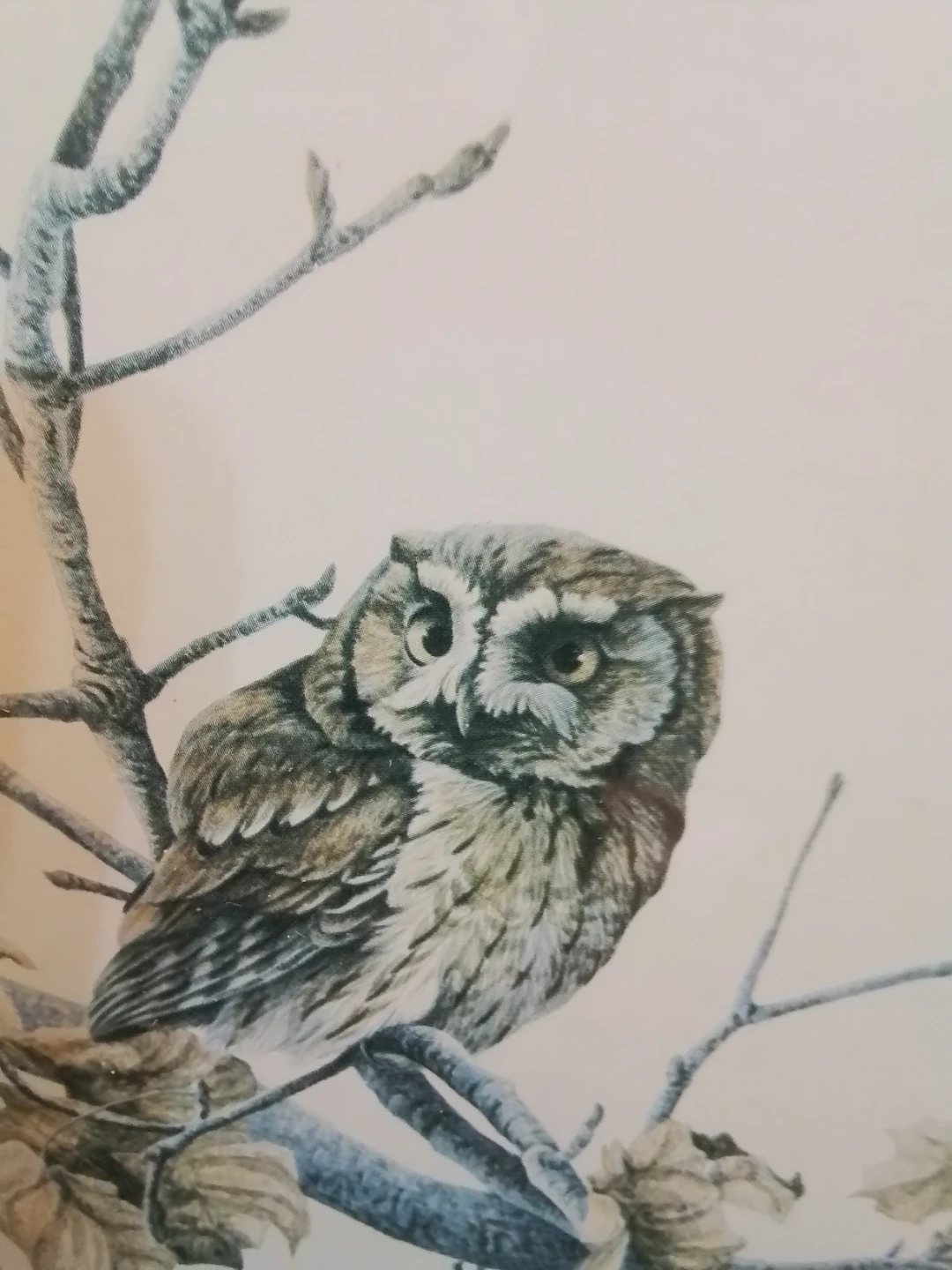 Gary Low  Signed Screech Owl 10.5x8.5" - photo 3