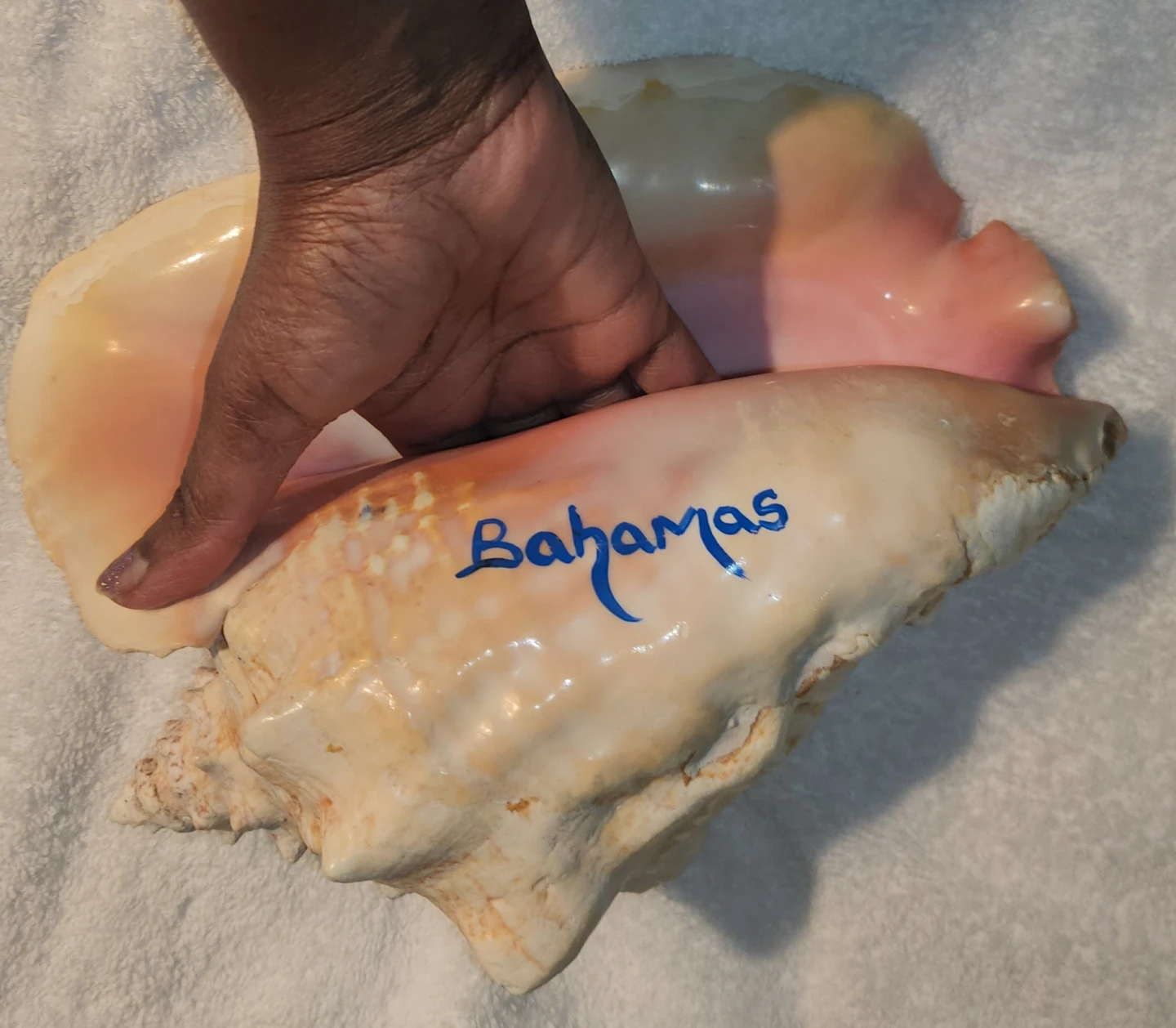 Large Conch Shell - Bahamas Souvenir - photo 5