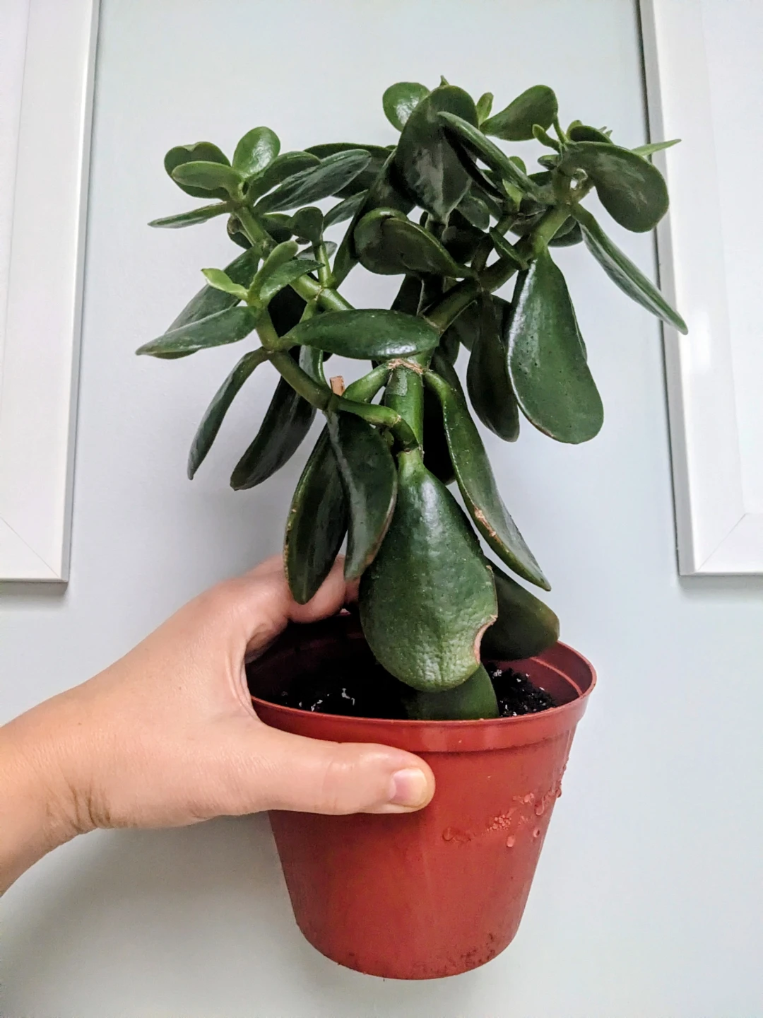 JADE PLANT / HOUSEPLANT 12" - photo 2