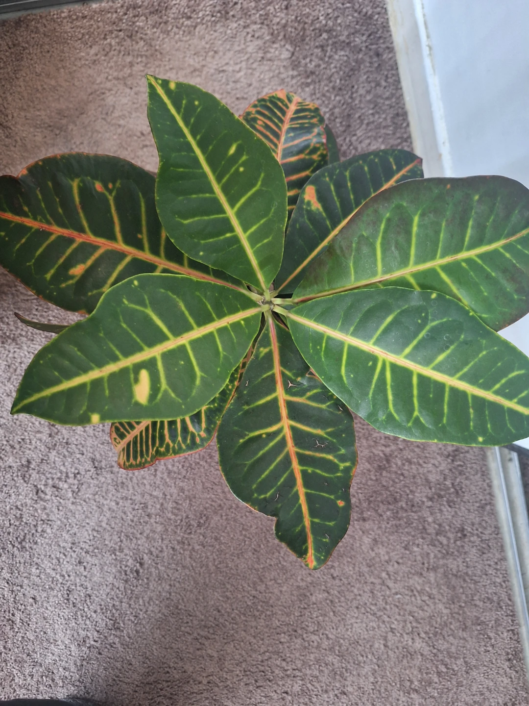 Croton Plant in White Pot - photo 2