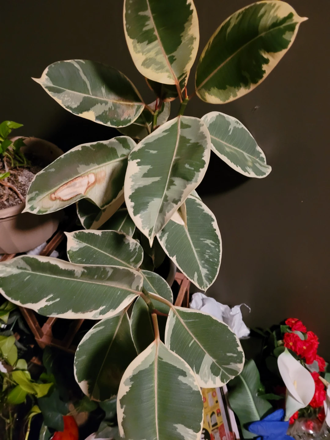 Tricolour Rubber Plant (Ficus elastica 'Tineke') - photo 2