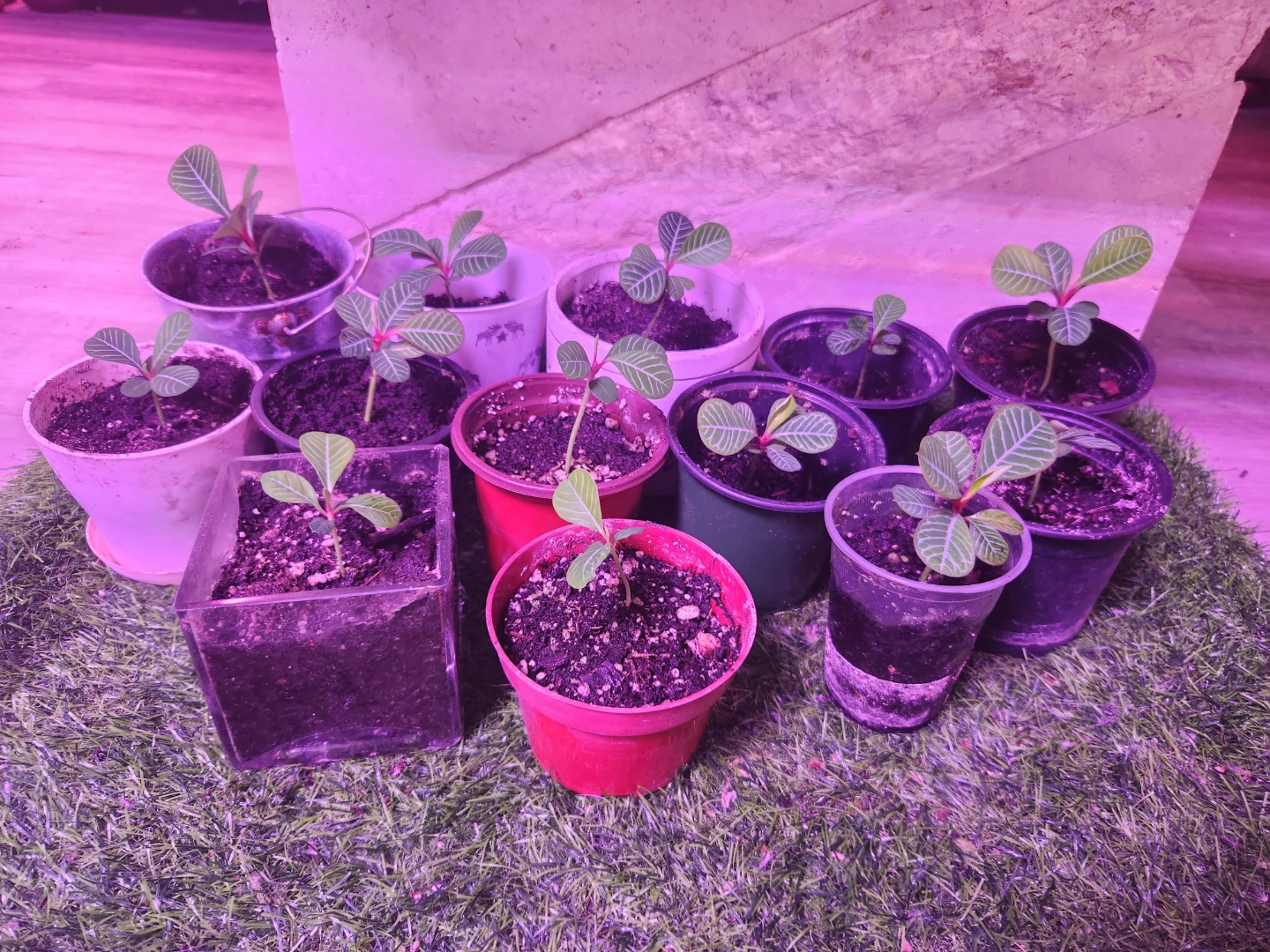 13 Madagascar Jewel Seedlings updated photo 🌱 - photo 3