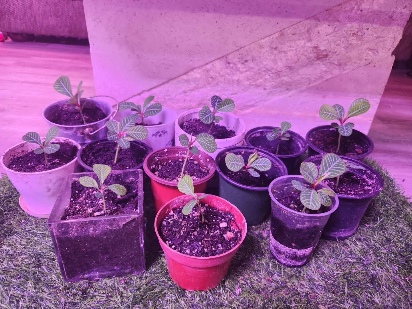 13 Madagascar Jewel Seedlings updated photo 🌱 - photo 5