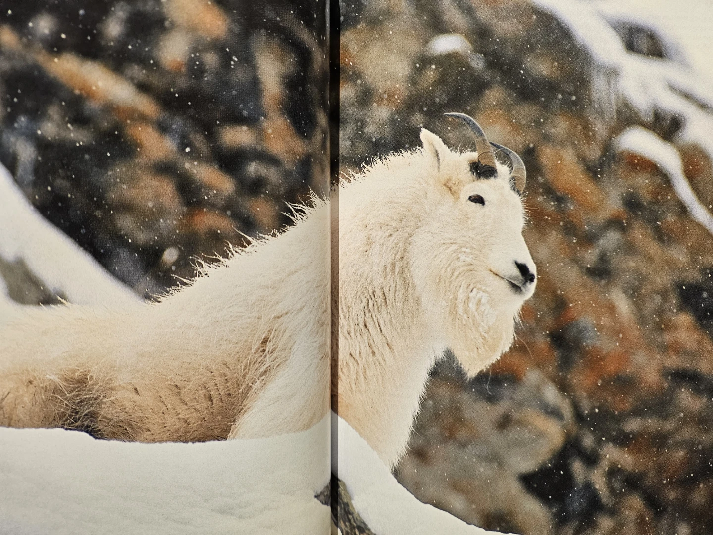 British Columbia: A Natural History Book by Richard ... - photo 4