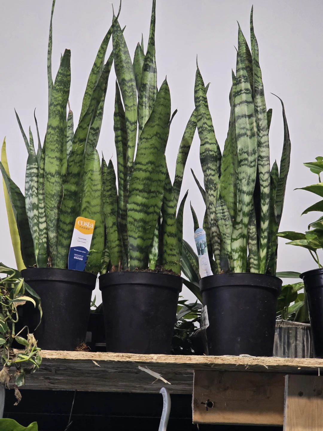 Snake Plant 7"pot  long one