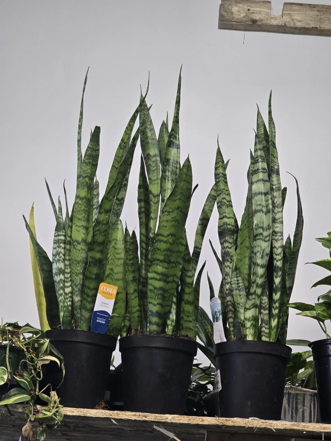 Snake Plant 7"pot  long one - photo 2