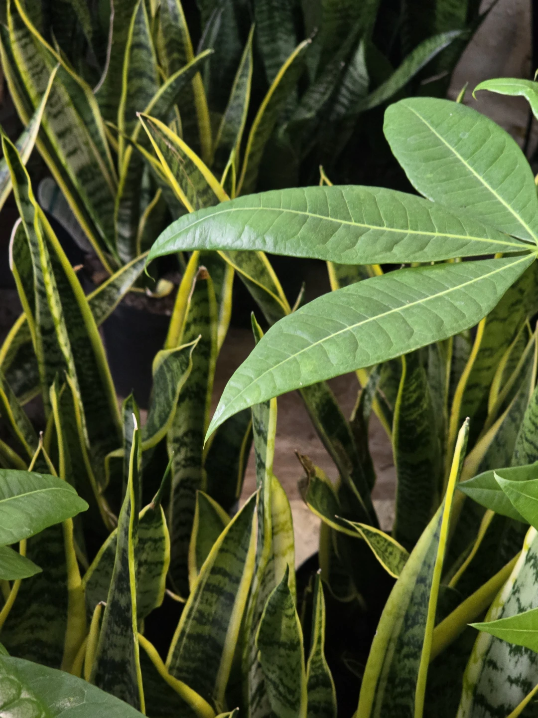 Snake Plant 7"pot  long one - photo 3