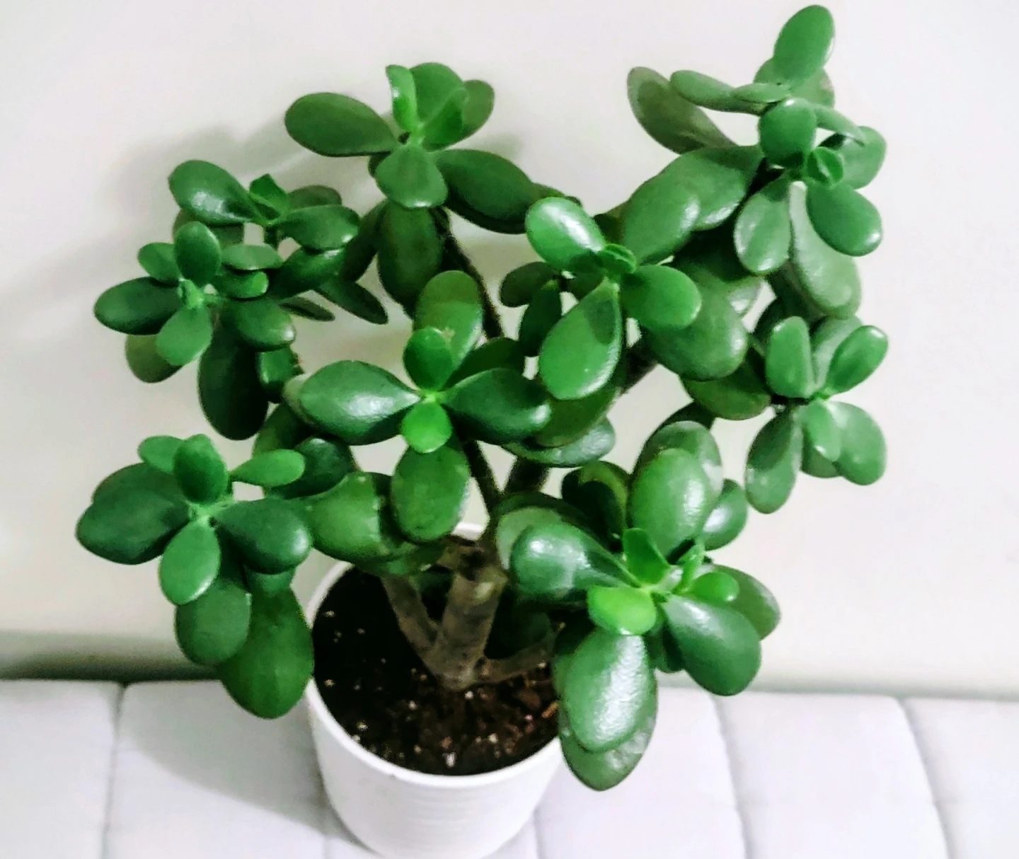 Jade Plant in White Pot- 18.5 inches 🧡 - photo 3