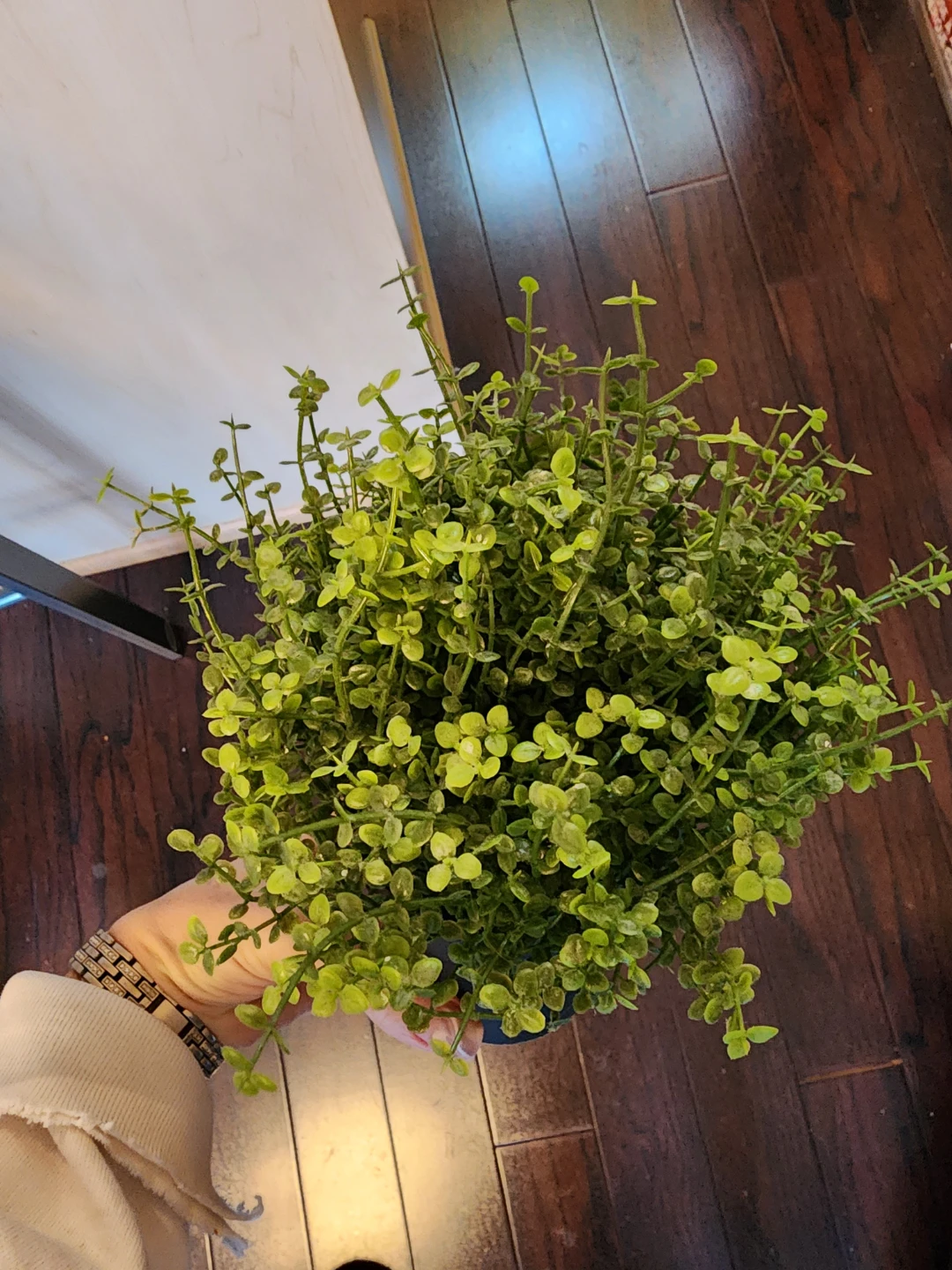 🥕 Artificial Potted Plant - photo 2