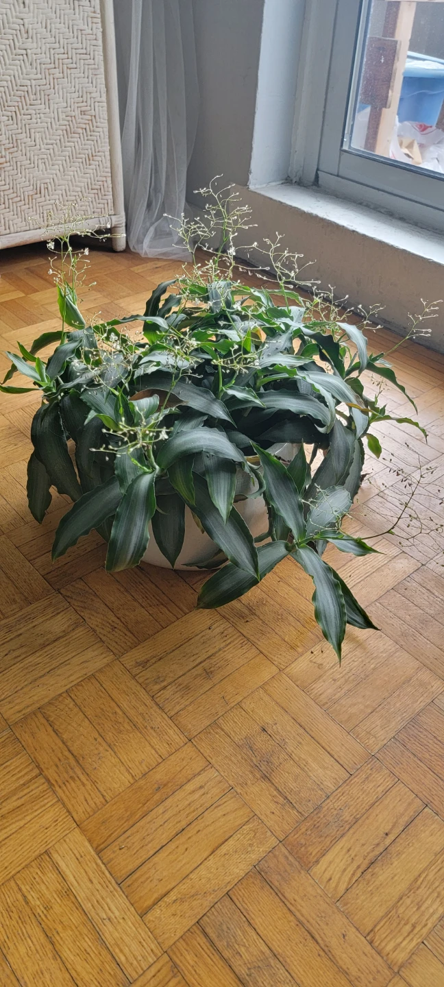 Potted Dracaena Plant