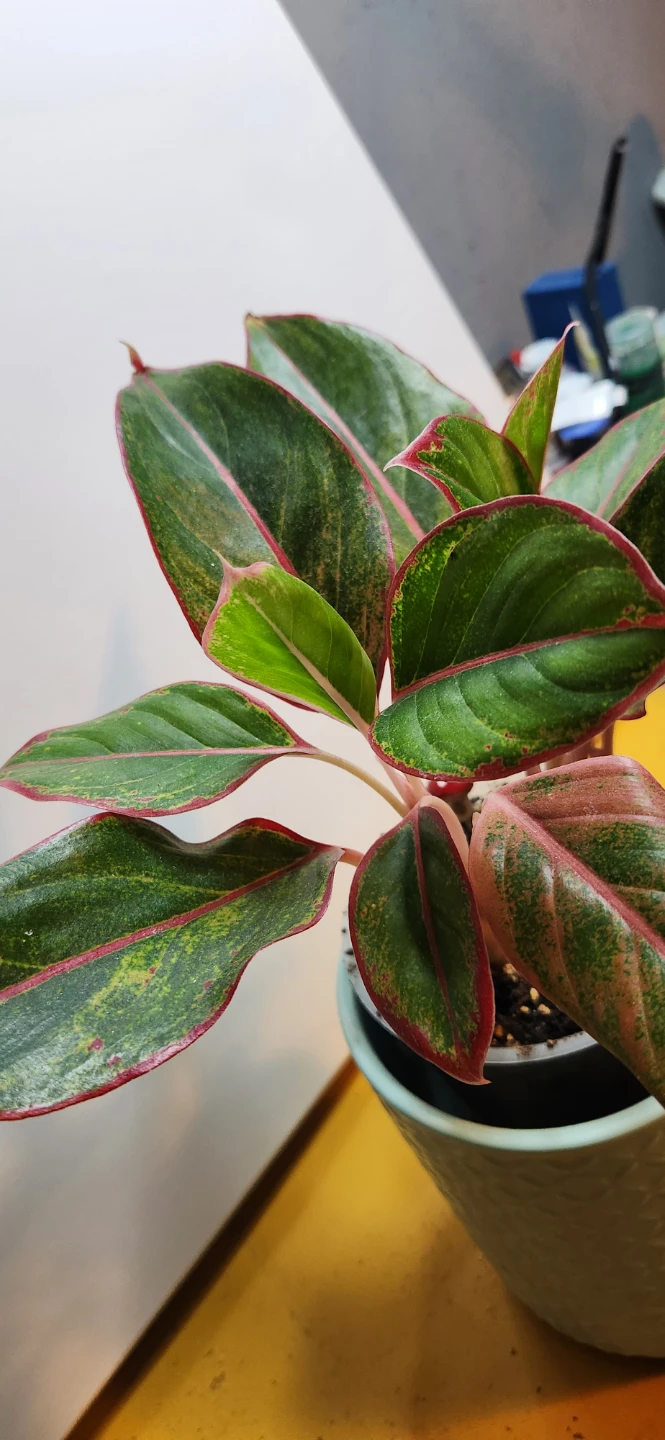 Aglaonema Plant