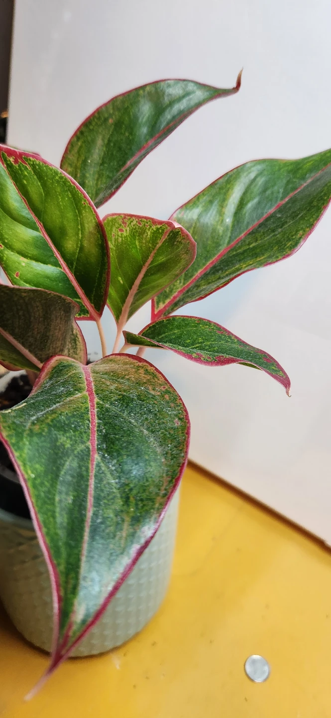Aglaonema Plant - photo 2